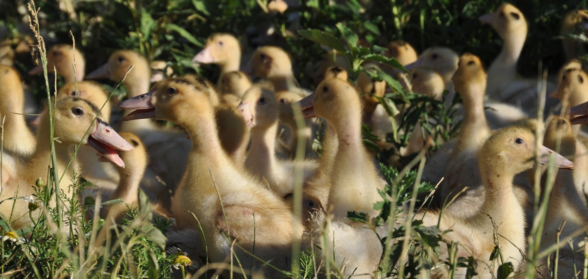 petits_canards